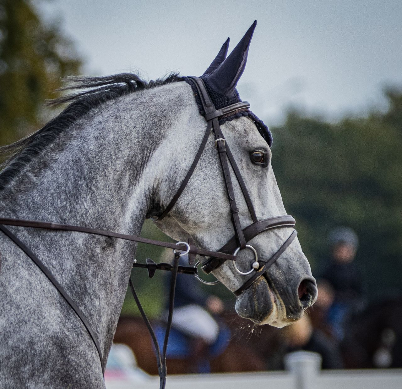 Close-up of a gray horse with bridle at an outdoor equestrian event.